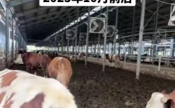 2025年牛价会涨还是跌？