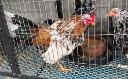 大围山微型鸡价格多少？