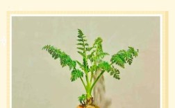 萝卜种植管理有哪些关键技术？