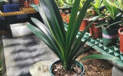 胜利君子兰哪类品种能成功授粉？