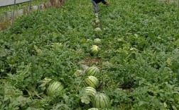 大棚西瓜三茬种植技术如何实现高产高效？关键管理措施有哪些？