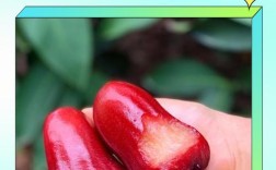 莲雾种植技术视频，关键步骤有哪些？