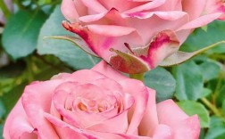 不怕晒的月季有哪些品种