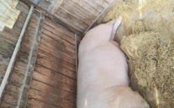 农村科学养猪视频怎么学？关键技巧有哪些？