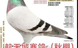 最新肉鸽价格图片，最新行情如何？