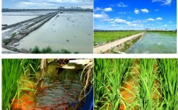 稻田养鱼技术有哪些要点？