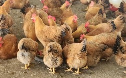 2025年成都土鸡价格会涨还是跌？