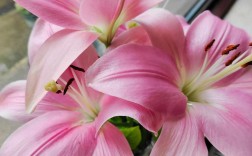 粉色百合有哪些常见品种？