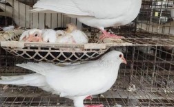 肉鸽品种有哪些常见分类？