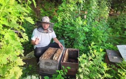 中蜂养殖新技术视频有哪些要点？