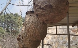 胡蜂越冬技术关键点是什么？