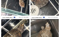 2025巨头蛋龟价格会涨还是跌？