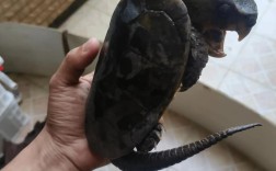 如何高效寻找鹰嘴龟？技术方法有哪些？