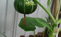 绿贝贝南瓜露天种植技术要点有哪些？