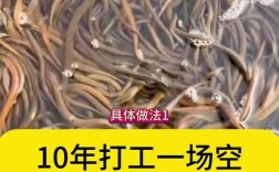 水泥池塘如何高效养殖泥鳅？