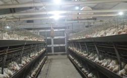 大棚鸡养殖技术视频有哪些关键要点？