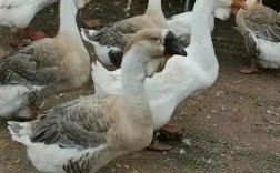 南方适合养什么品种鹅？