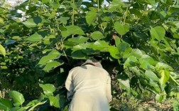 桑葚修剪果树技术视频