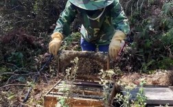 家蜂养殖技术视频全集，新手能学会吗？