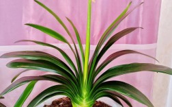 君子兰什么品种爱开花？