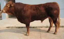 国内常见肉牛品种有哪些？