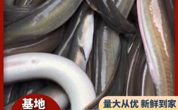 鳗鱼批发价差异大？地区影响如何？