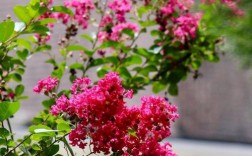 美国紫薇哪些品种不开花？