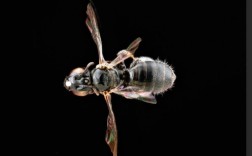 黑色蜜蜂有哪些品种？