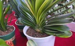 大型君子兰有哪些品种