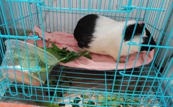 河南省养什么猪品种