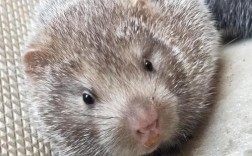 竹鼠养殖品种选择，什么品种既好养又值钱？养殖前景如何？