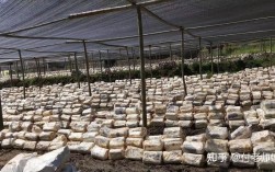 袋装灵芝栽培技术视频怎么学？