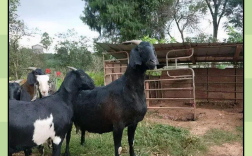 湖南的羊是什么品种？