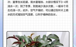 富贵子花养殖技术有哪些关键点？