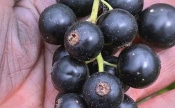 浙江黑王品种具体有哪些？