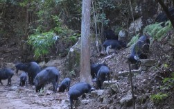 山上放养猪价格到底怎么样？