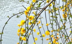 迎春花哪个品种枝条最下垂？