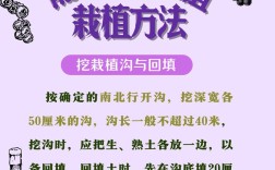 红提葡萄栽培技术有哪些关键要点？