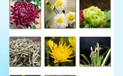 菊花品种数量真居植物之首吗？