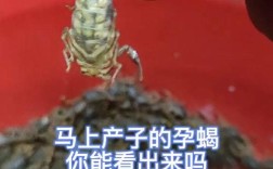 养殖河技术视频哪里能看？