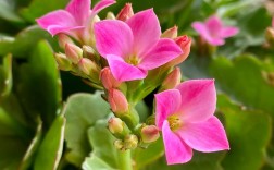 圆叶长寿花品种名是什么？