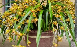 南方养兰花，哪个品种最好？