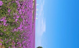 薰衣草种植技术难吗？前景如何？