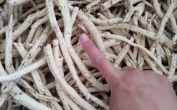 2025新鲜防风价格会涨还是跌？