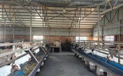 没技术如何养好山羊？