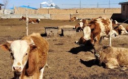 冬季肉牛养殖技术视频有哪些要点？