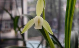 建兰金丝马尾品种好不好养？