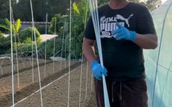 空心菜反季节种植咋实现？技术要点有哪些？