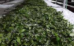 新型桑蚕养殖技术视频有哪些关键要点？