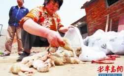 山东青岛水貂最新价格多少？